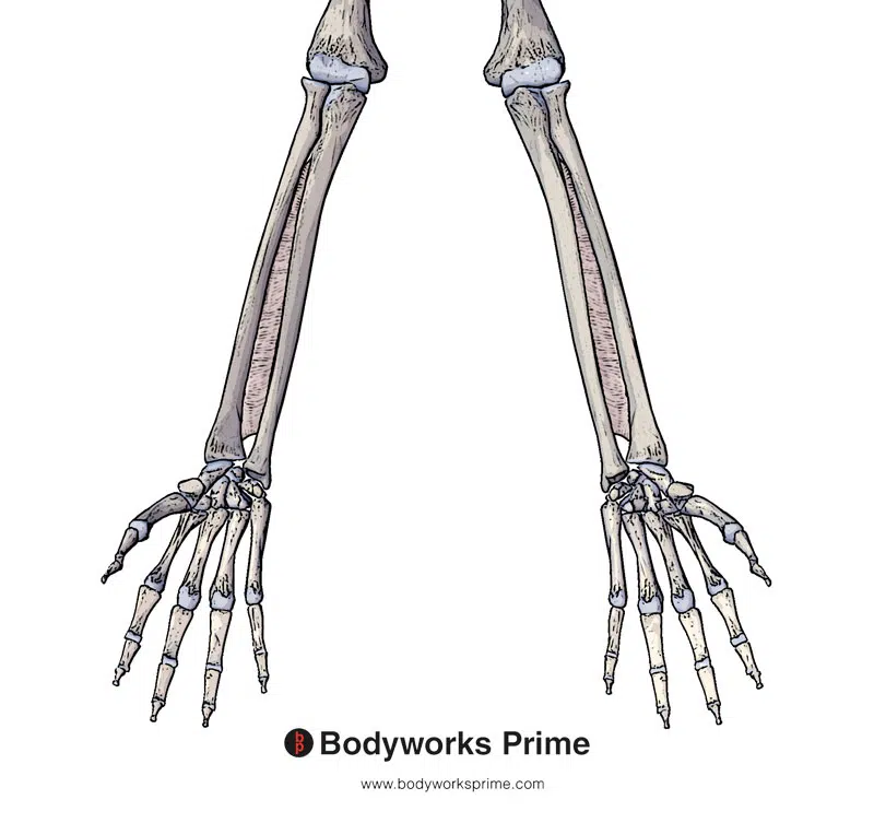 flexor pollicis longus origin: interosseous membrane of forearm