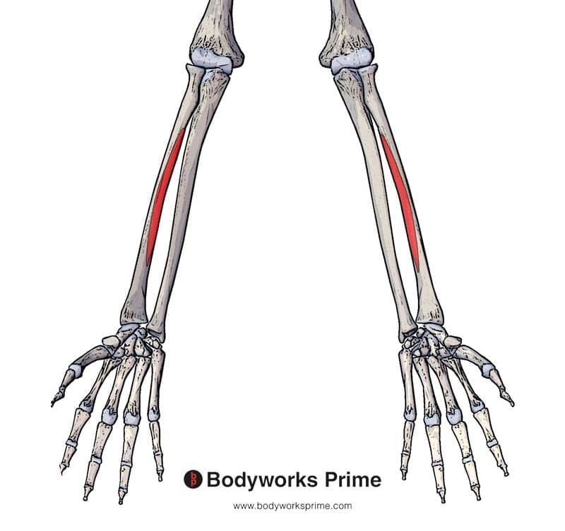 Flexor Pollicis Longus Muscle Anatomy Bodyworks Prime