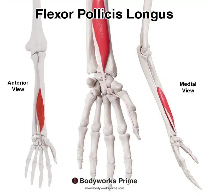 flexor pollicis longus muscle
