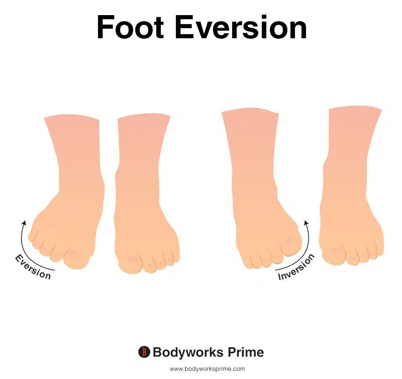Image of a person demonstrating the movement of foot eversion.