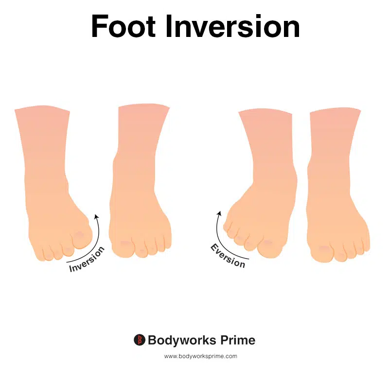 Image of a person demonstrating the movement of foot inversion.