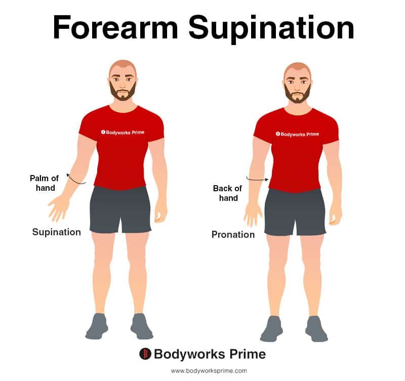 Person demonstrating forearm supination