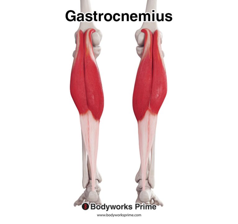 Gastrocnemius muscle anatomy diagram