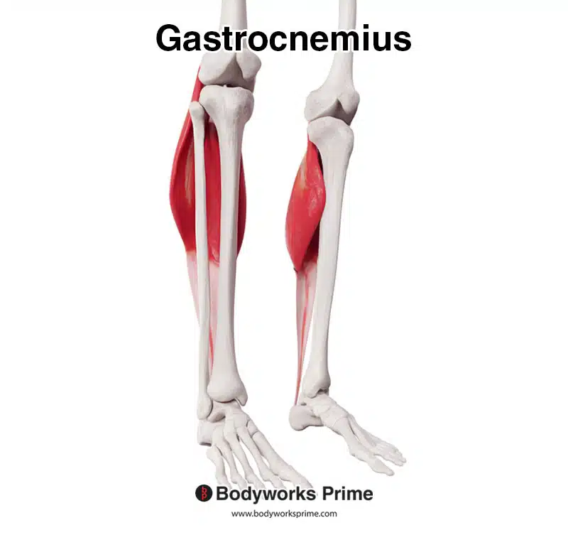 Gastrocnemius muscle anterior view