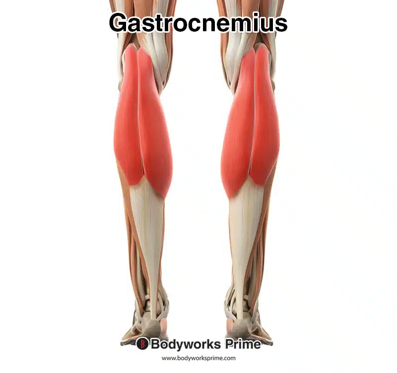 gastrocnemius muscle highlighted in red