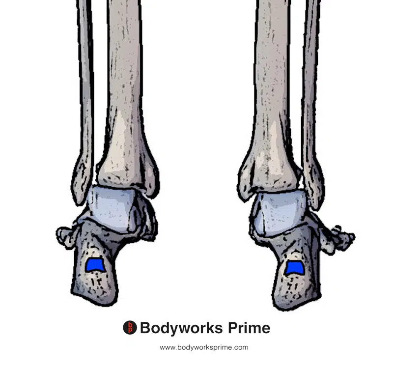 insertion of the gastrocnemius muscle