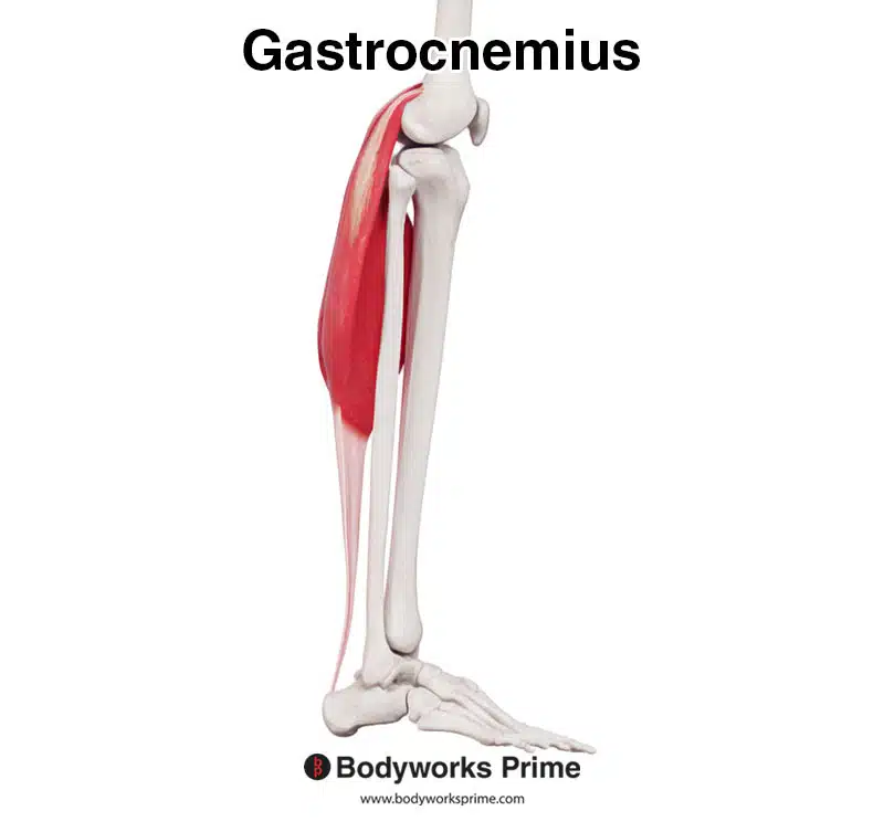 Gastrocnemius muscle lateral view