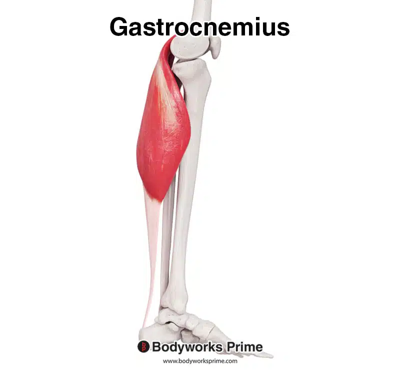 Gastrocnemius muscle medial view