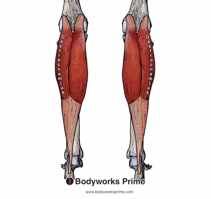 Gastrocnemius Muscle Anatomy - Bodyworks Prime