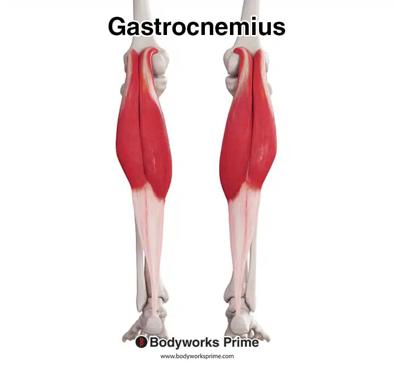 Gastrocnemius muscle posterior view