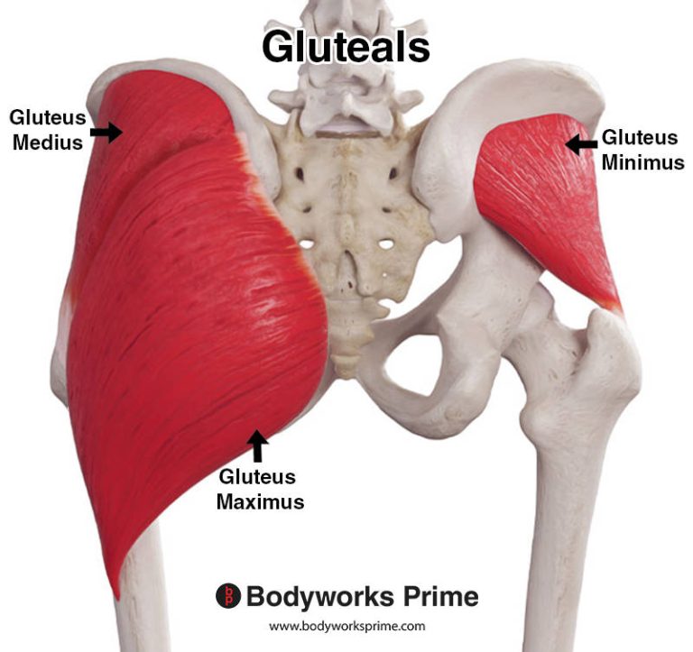 Gluteals (Glutes) muscle anatomy diagram