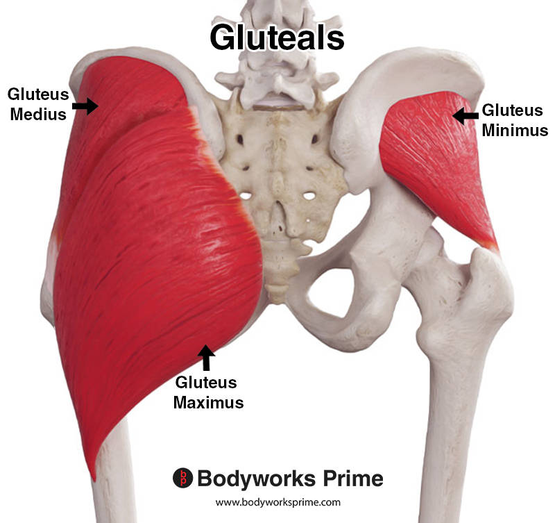Gluteal muscles labeled from a posterior view