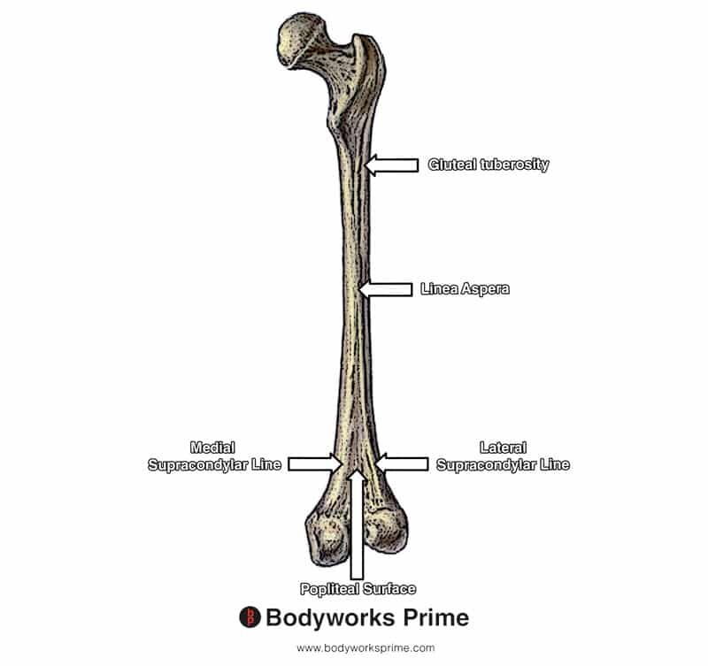 Gluteus Maximus Muscle Anatomy - Bodyworks Prime