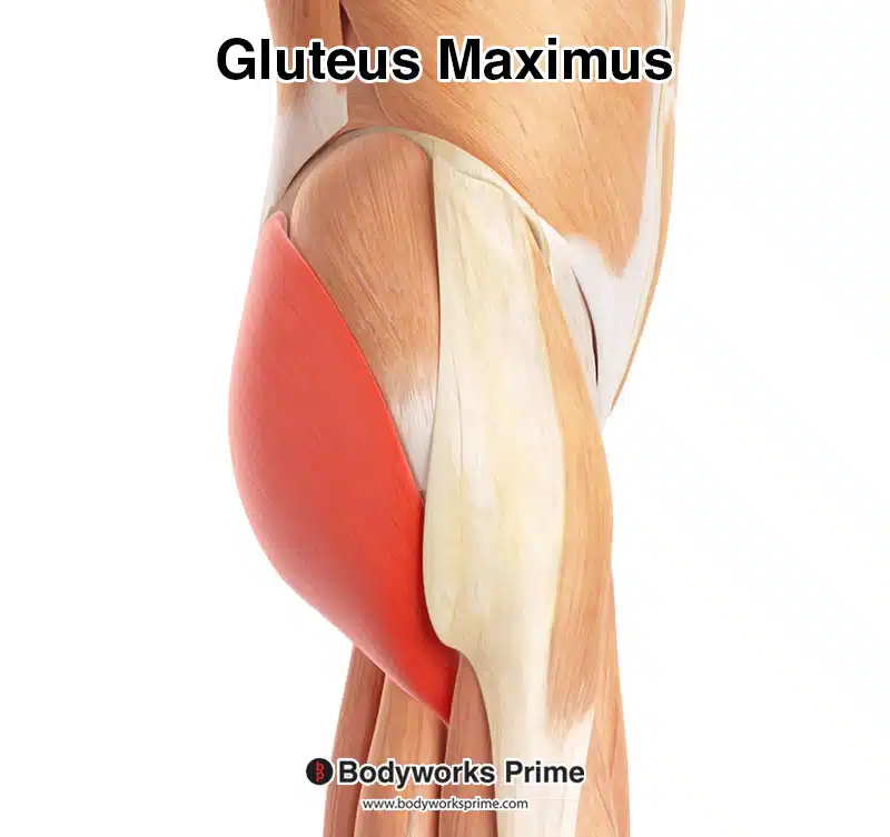 gluteus maximus highlighted in red, seen from a superficial and posterior view