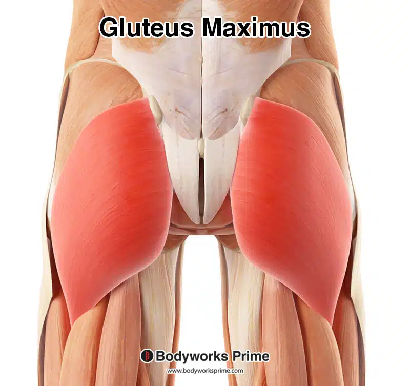 gluteus maximus highlighted in red, seen from a superficial and lateral view