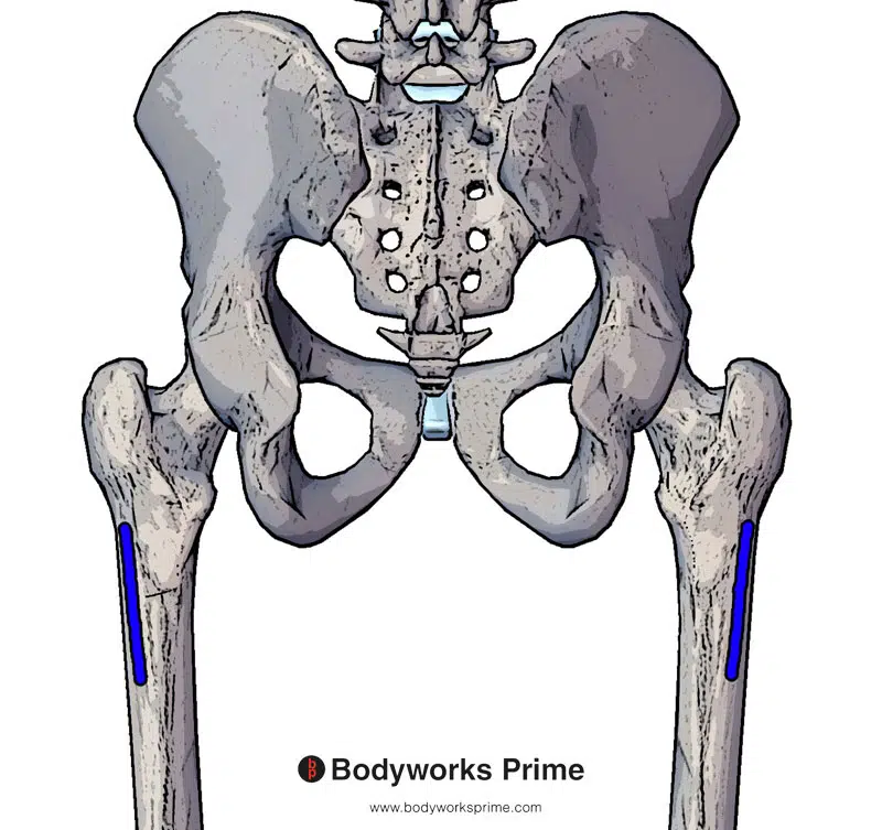 insertion of the gluteus maximus