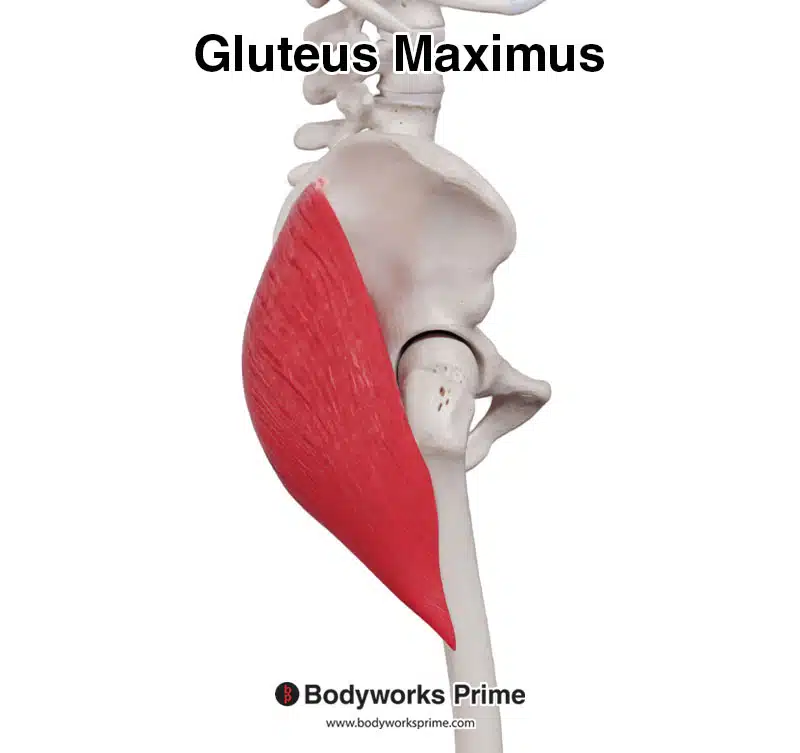 gluteus maximus muscle seen from a lateral view