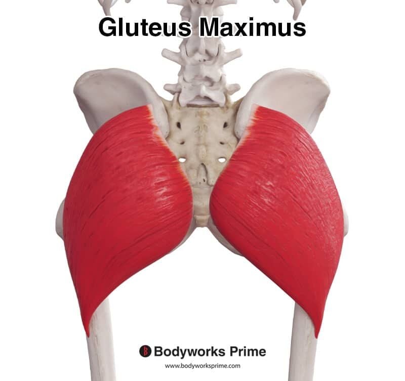 Gluteus Maximus Muscle Anatomy - Bodyworks Prime