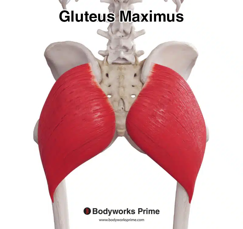 gluteus maximus muscle seen from a posterior view