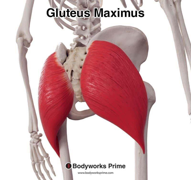 Gluteus Maximus Muscle Anatomy - Bodyworks Prime