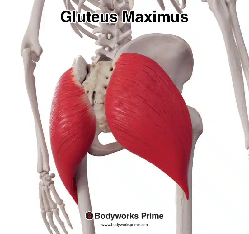gluteus maximus muscle seen from a posterolateral view