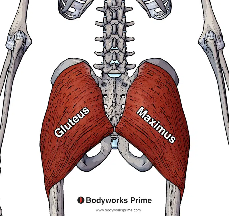 gluteus maximus muscle