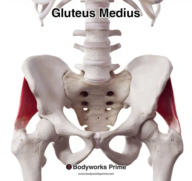 gluteus medius muscle anterior view