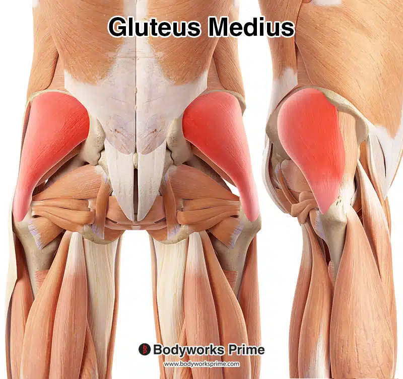 gluteus medius muscle deep view