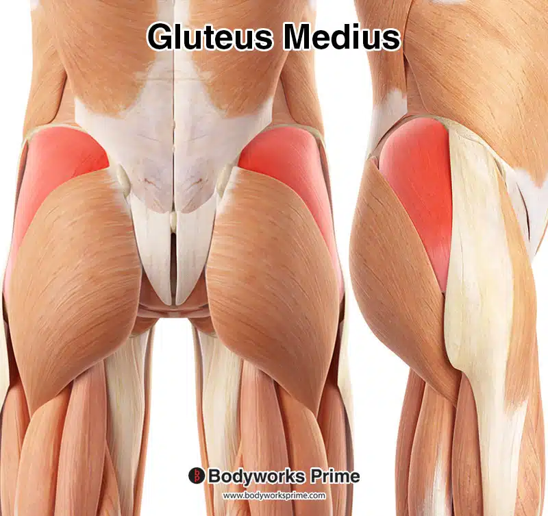 gluteus medius muscle superficial view