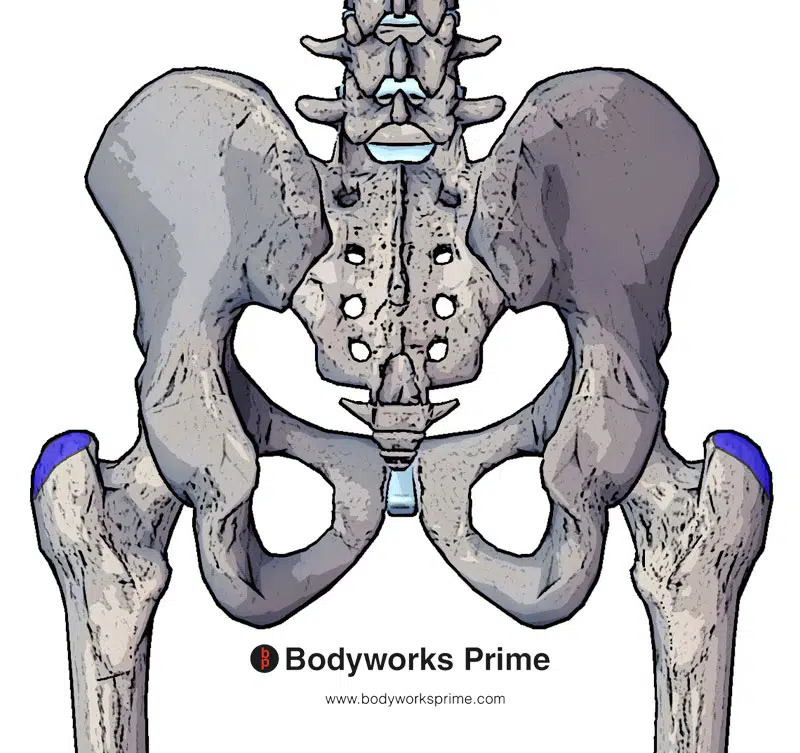 insertion of the gluteus medius muscle marked in blue