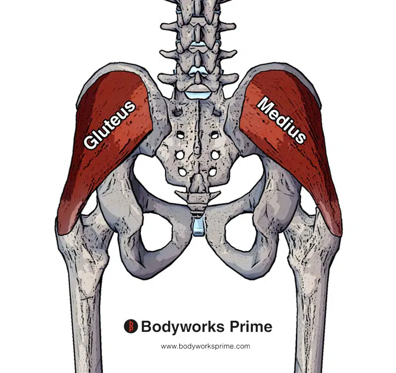 gluteus medius muscle