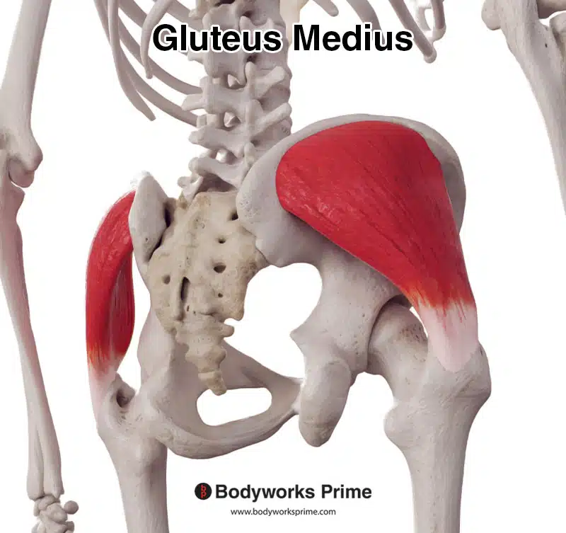gluteus medius muscle posterolateral view
