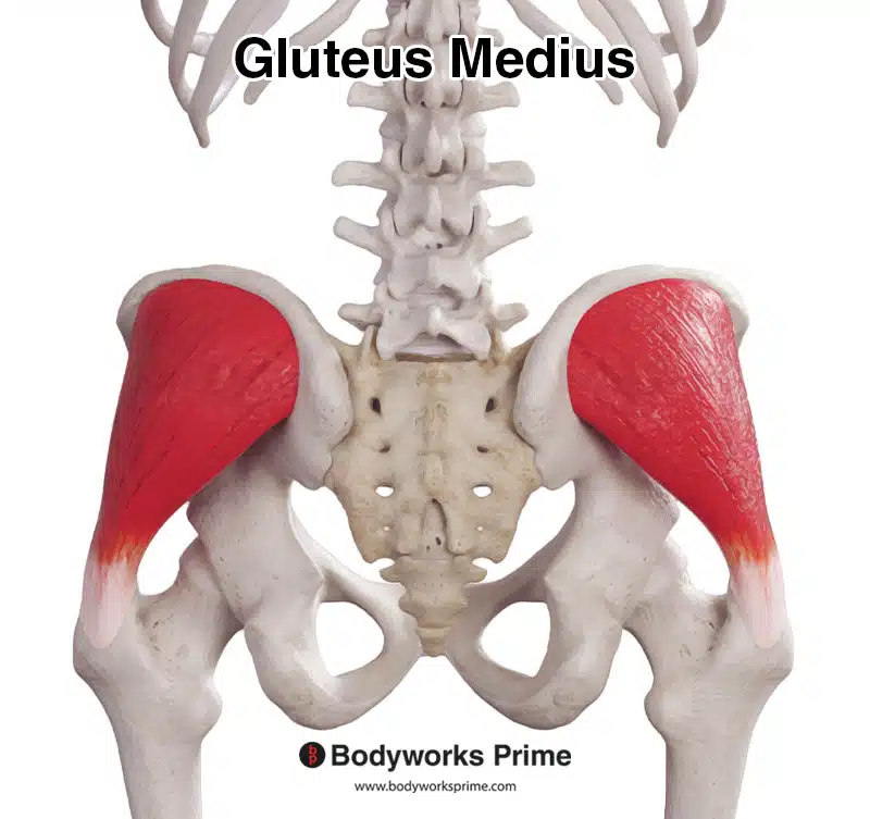 gluteus medius muscle posterior view