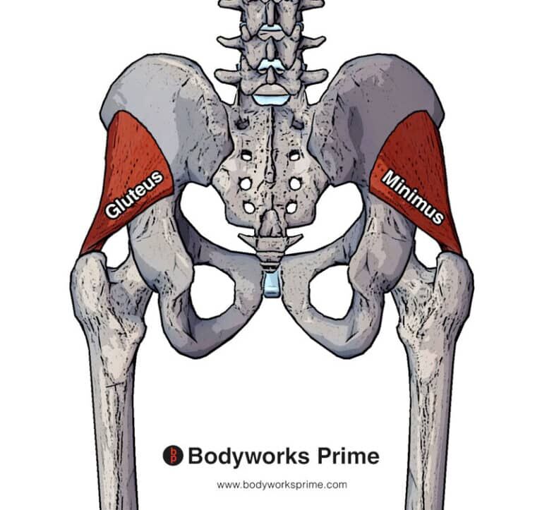 Pectoralis Major Muscle Flashcards Bodyworks Prime