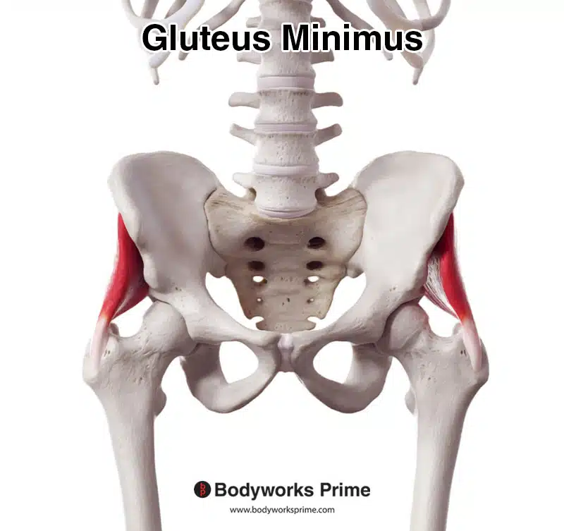 gluteus minimus muscle anterior view