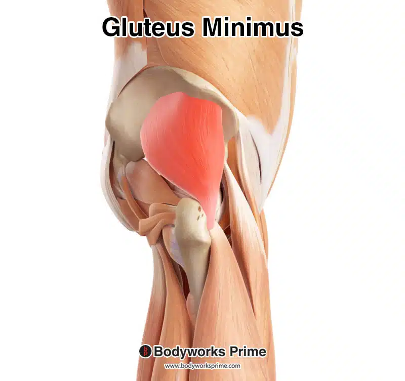gluteus minimus muscle highlighted in red amongst the other muscles from a lateral view