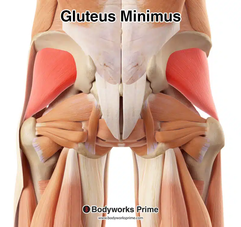 gluteus minimus muscle highlighted in red amongst the other muscles from a posterior view