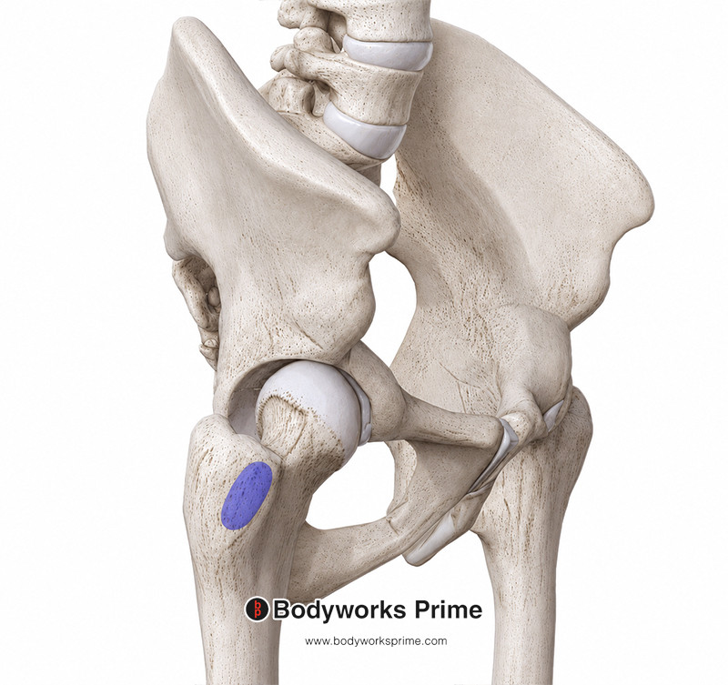 Insertion of the gluteus minimus muscle marked in blue