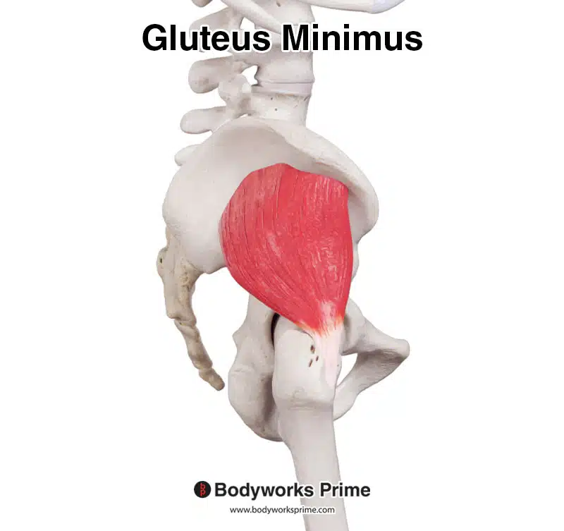 gluteus minimus muscle lateral view