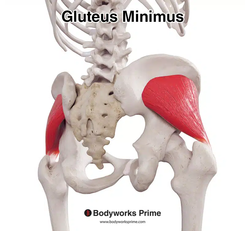 gluteus minimus muscle posterolateral view