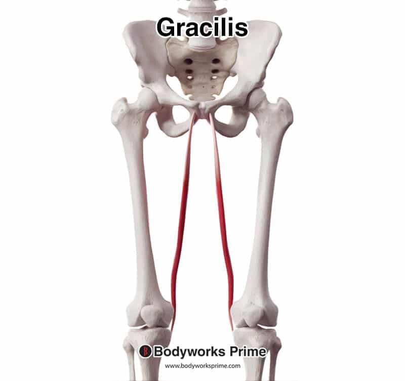 gracilis seen from an anterior view