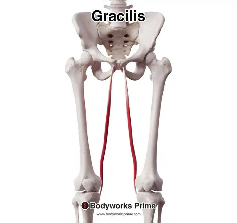 Gracilis Muscle Anatomy - Bodyworks Prime