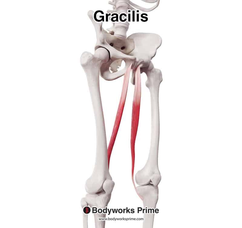 gracilis seen from an anterolateral view