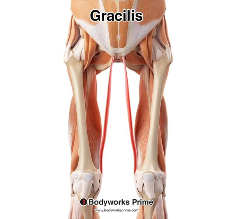 gracilis highlighted in red amongst the other muscles of the body, seen from an anterior view