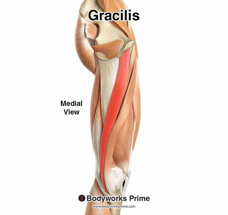 gracilis highlighted in red amongst the other muscles of the body, seen from a medial view