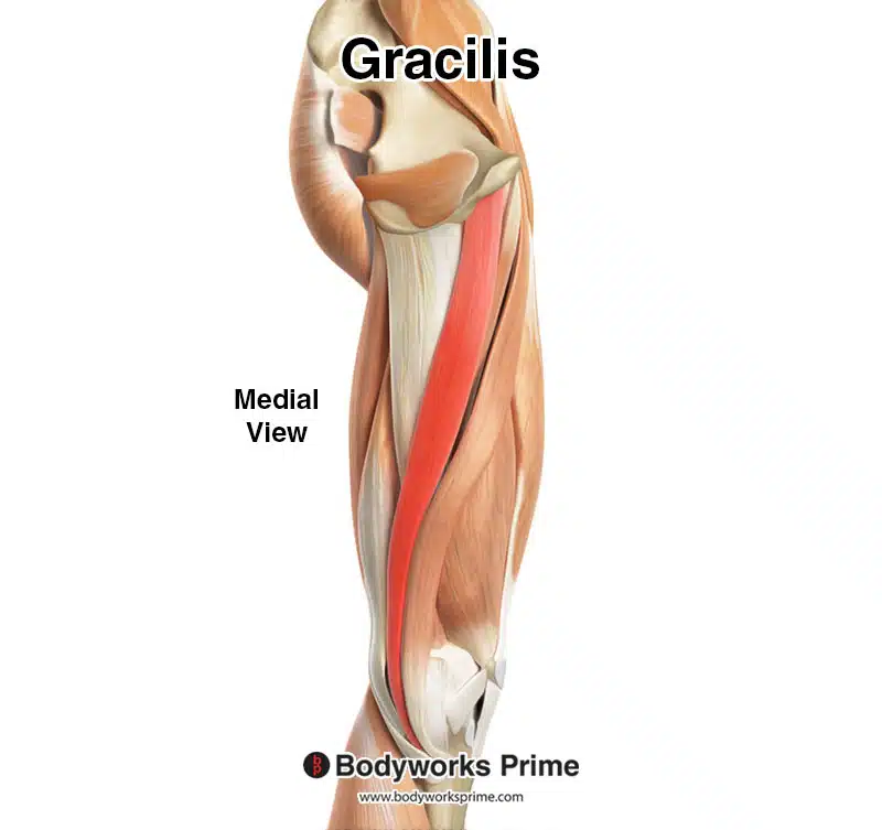 gracilis muscle origin