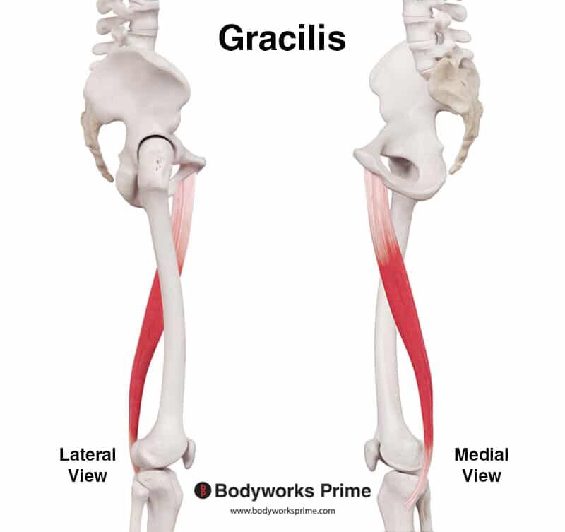 gracilis seen from a lateral view