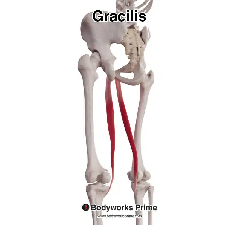 gracilis seen from a posterolateral view