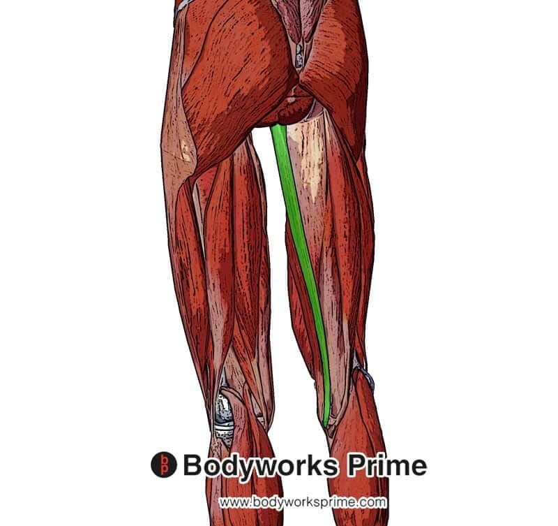 Gracilis Muscle Anatomy Bodyworks Prime