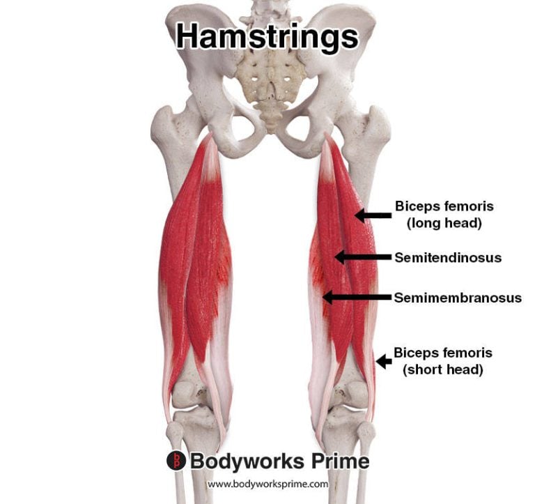 Hamstrings muscle anatomy diagram